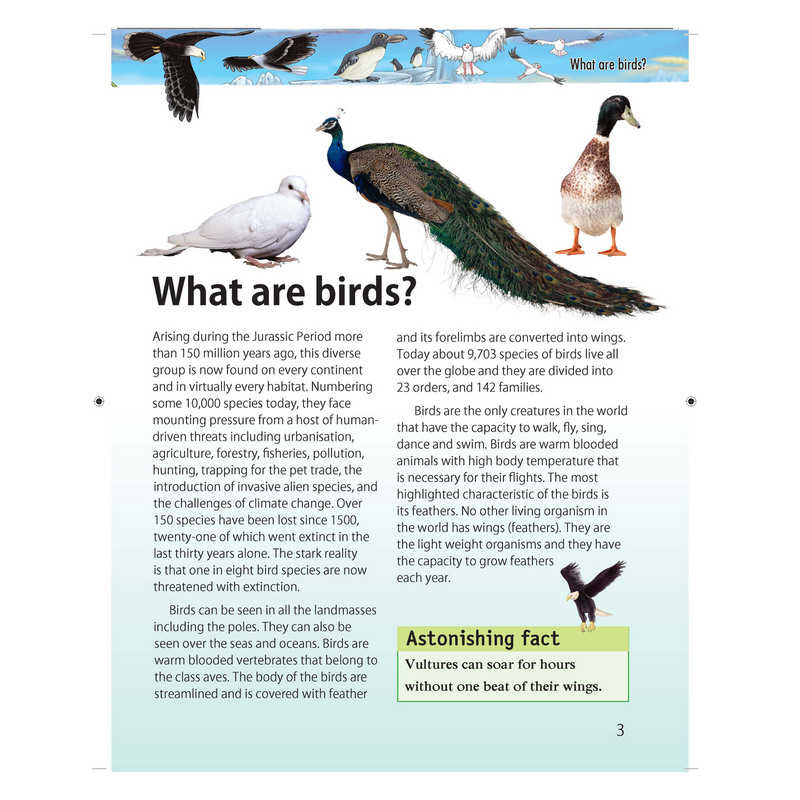 Birds: Pegasus Encyclopedia