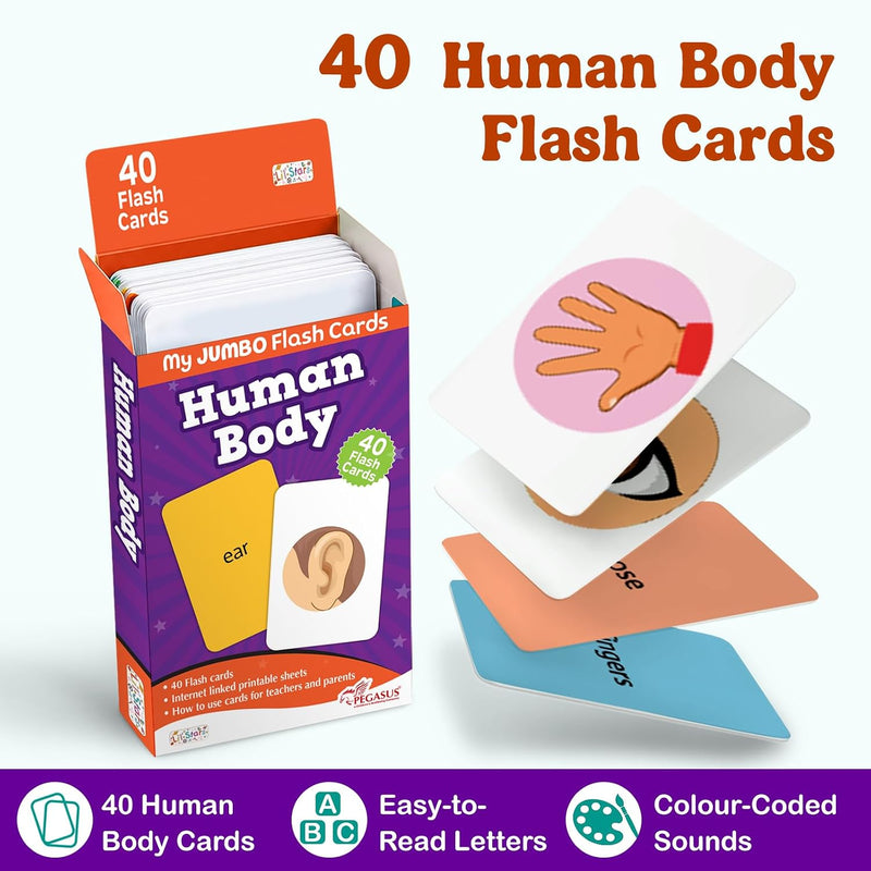 Human Body - Flash Cards