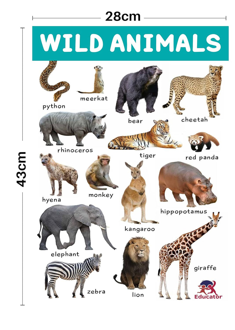 Animal Kingdom - 4 Jumbo Charts