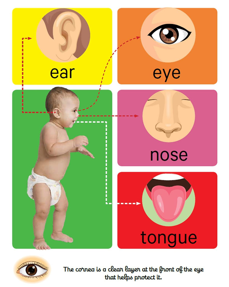Early Learning Human Body Board Book for Kids – Body Parts Learning Picture Book (Age 1+ Years)