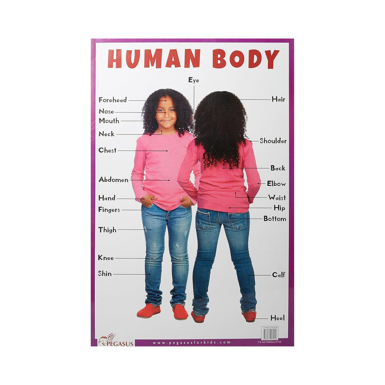 Human Body Charts