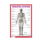 Early Learning Skeletal System, Illustrated Skeletal System for children's