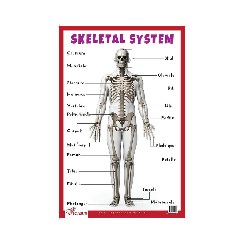 Early Learning Skeletal System, Illustrated Skeletal System for children's