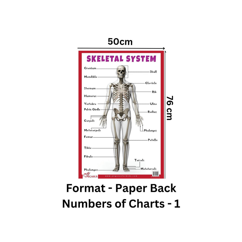 Skeletal System - Thick Laminated Primary Chart