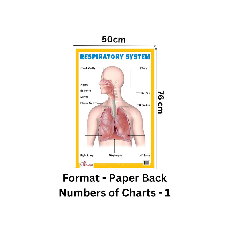 Respiratory System - Thick Laminated Primary Chart