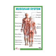 laminated Muscular system for childrens, Educational Muscular system chart
