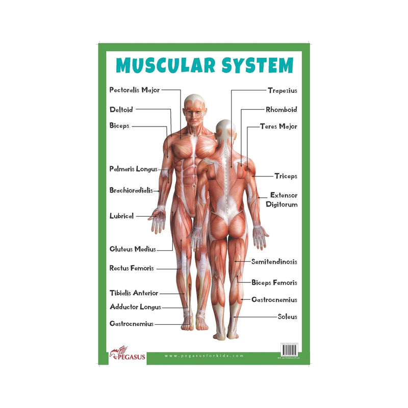 laminated Muscular system for childrens, Educational Muscular system chart