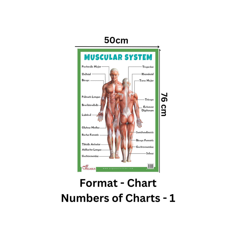 Muscular System - Thick Laminated Primary Chart