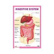  Digestive system Biology charts,  Educational Digestive system for childrens