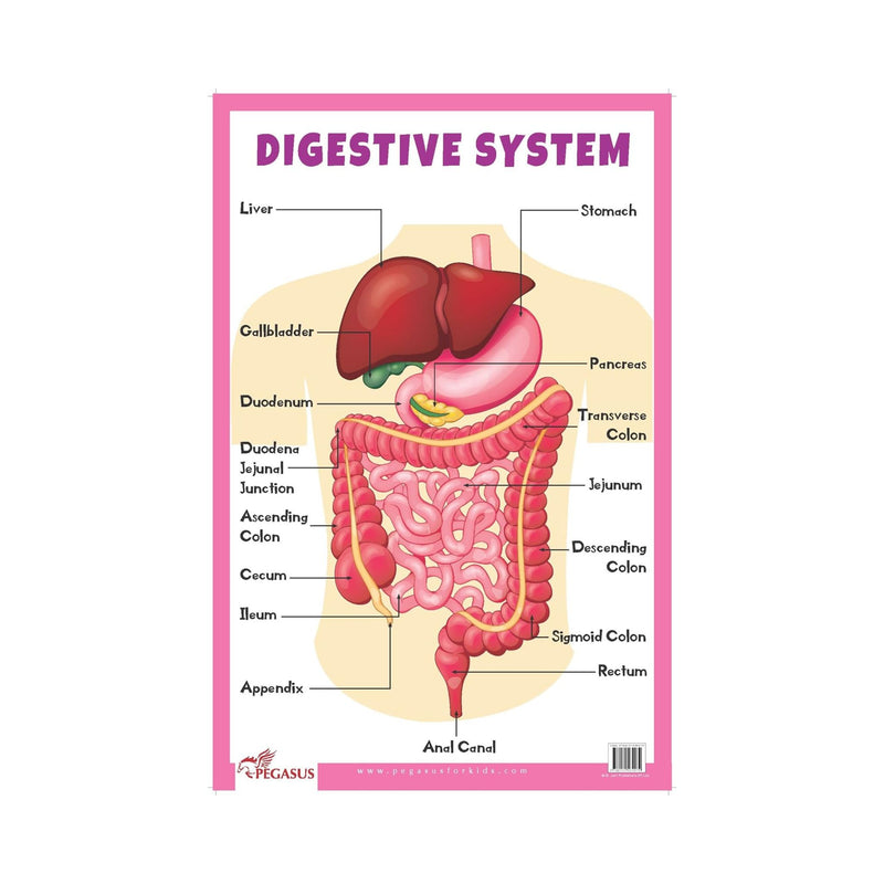  Digestive system Biology charts,  Educational Digestive system for childrens