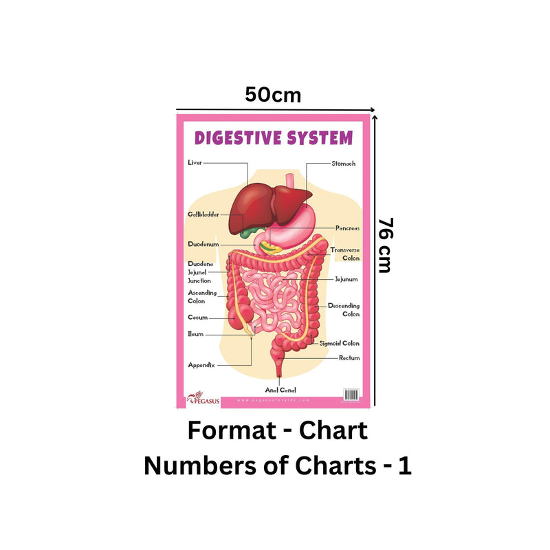 Digestive System - Thick Laminated Primary Chart