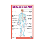 Nervous system Educational Chart, Biology chart illustrating the Nervous system