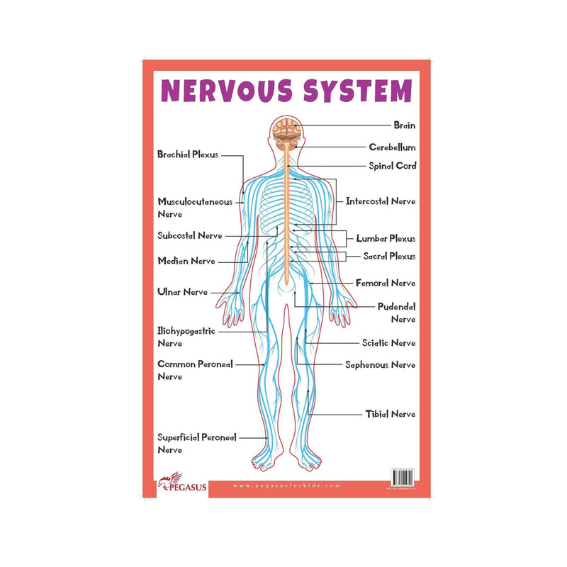 Nervous system Educational Chart, Biology chart illustrating the Nervous system