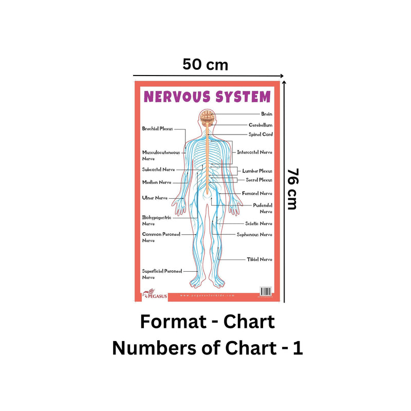 Neuro Body Chart.pdf Nervous System - Thick Laminated Primary Chart — pegasusforkids