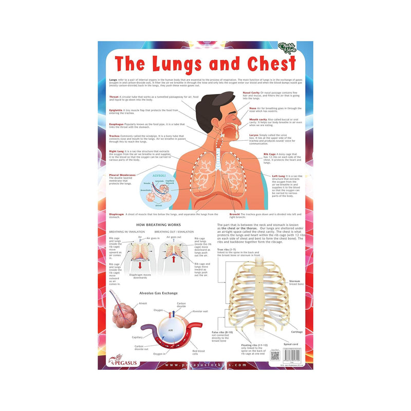 The Lungs and Chest chart's for children's, Laminated Lung and the Chest Chart  