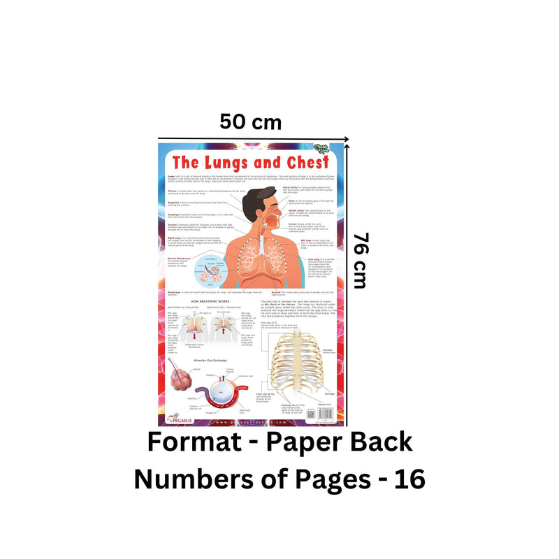 Lungs - Thick Laminated Primary Chart Wall Chart
