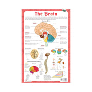Illustrated brain chart for Children's, Human brain children's Educational Chart 