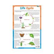 Biology chart of Life cycle, Educational Children's Life cycle Biologychart