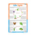 Biology chart of Life cycle, Educational Children's Life cycle Biologychart