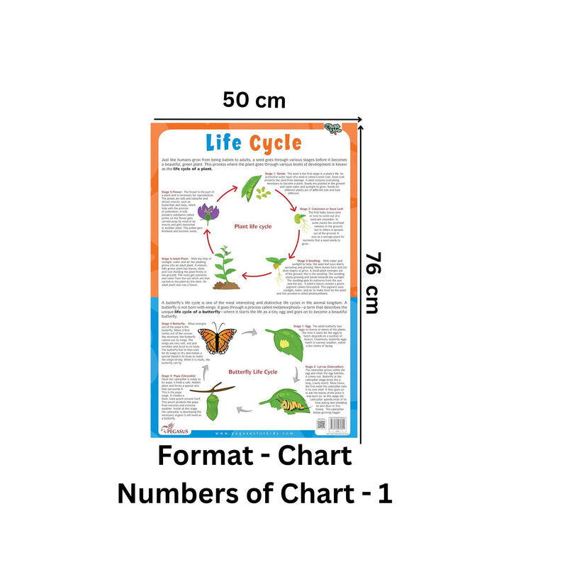 Plant & Butterfly Life Cycle Chart - Thick Laminated Chart