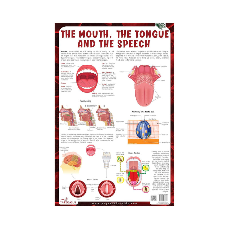The Mouth, The Tongue, And The Speech Chart, Biology chart illustrating the Nervous system
