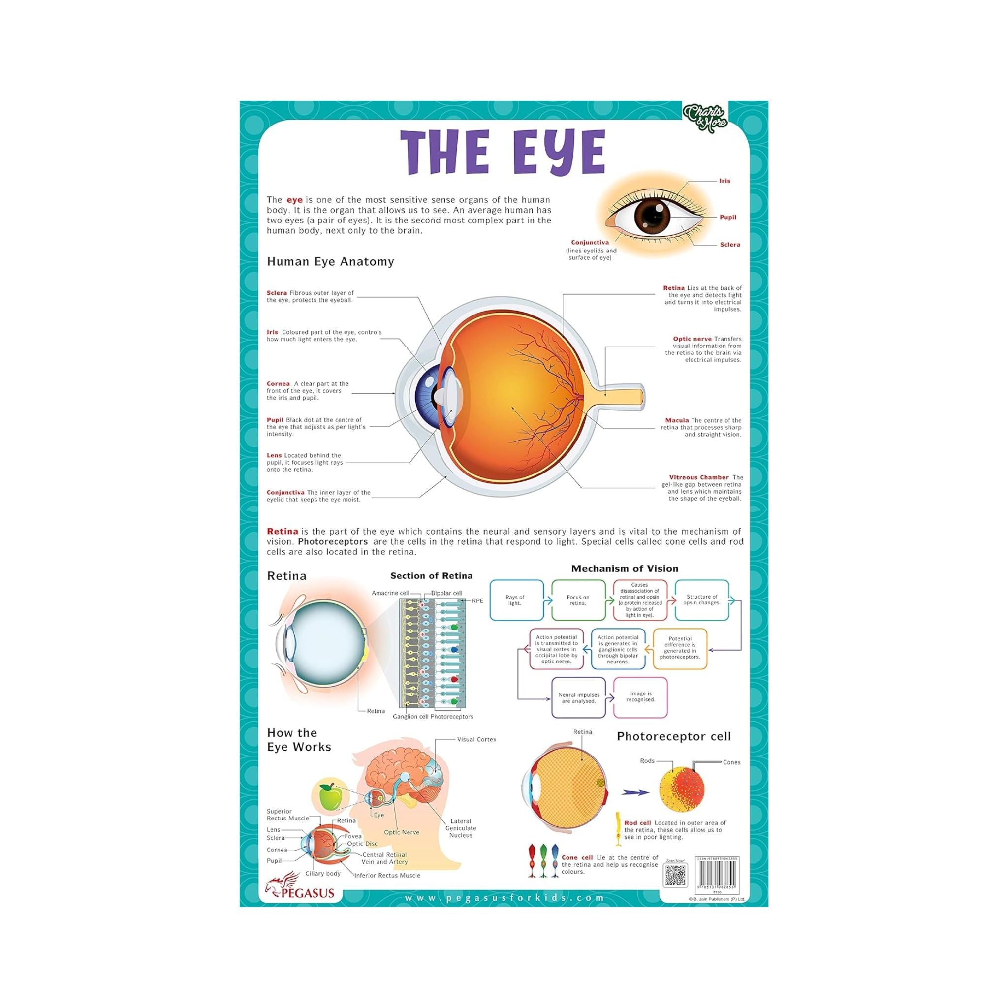 The Eye - Thick Laminated Chart โ pegasusforkids