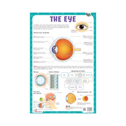 The Eye laminated primary chart, The Eye educational chart for childrens