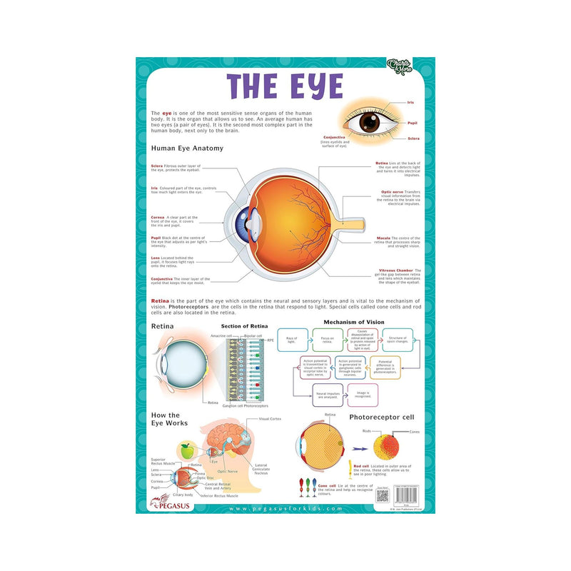 The Eye laminated primary chart, The Eye educational chart for childrens