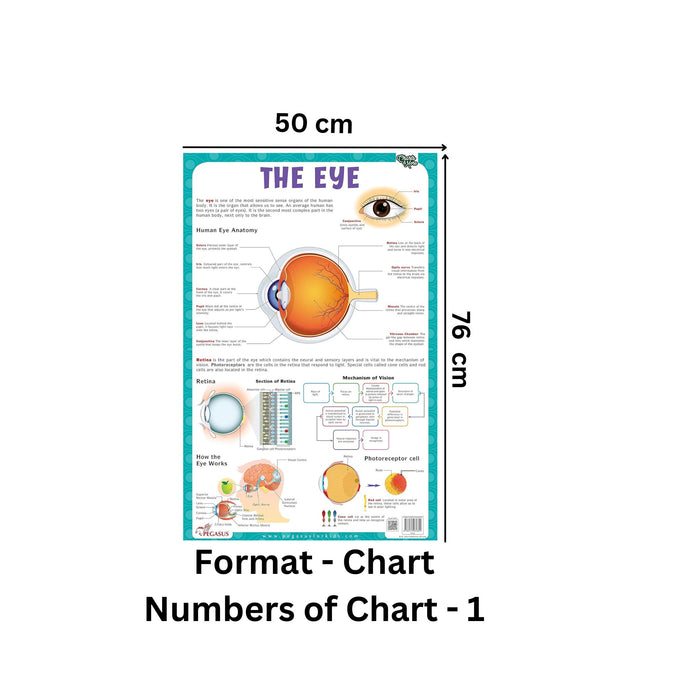 The Eye โ Human Eye Structure & Vision Learning Poster (Age 4+ Years ...