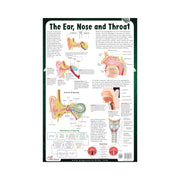 Anatomical Chart of Ear, Nose, and Throat, The Ear, Nose, and Throat, Educational chart