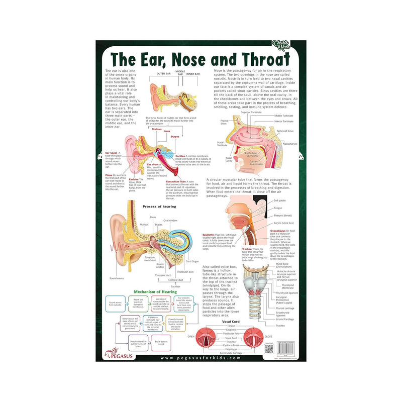 Anatomical Chart of Ear, Nose, and Throat, The Ear, Nose, and Throat, Educational chart