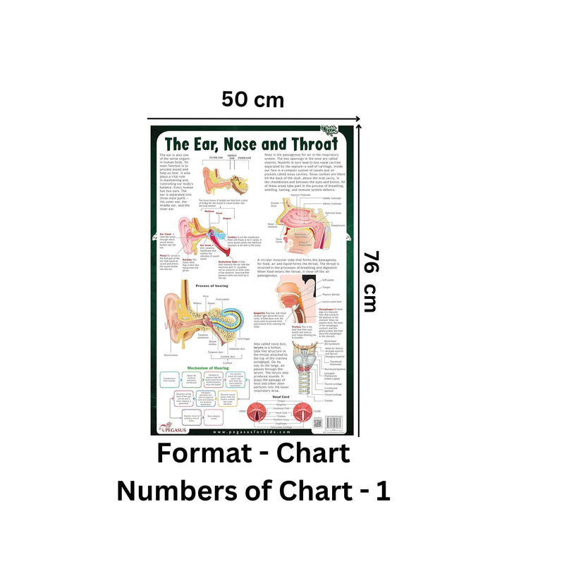 The Ear, Nose & Throat - Thick Laminated Chart
