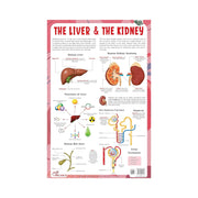  The Liver & the Kidney chart's for children's, Laminated Liver & the Kidney chart