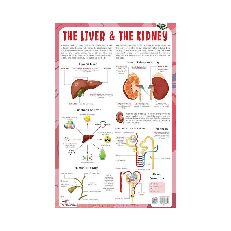  The Liver & the Kidney chart's for children's, Laminated Liver & the Kidney chart