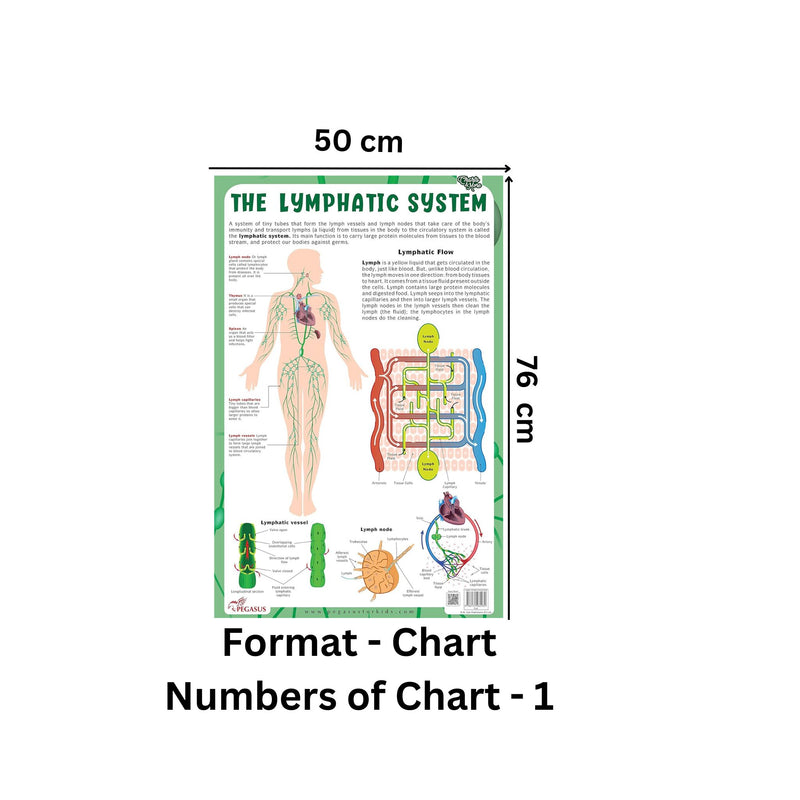 The Lymphatic System - Thick Laminated Chart