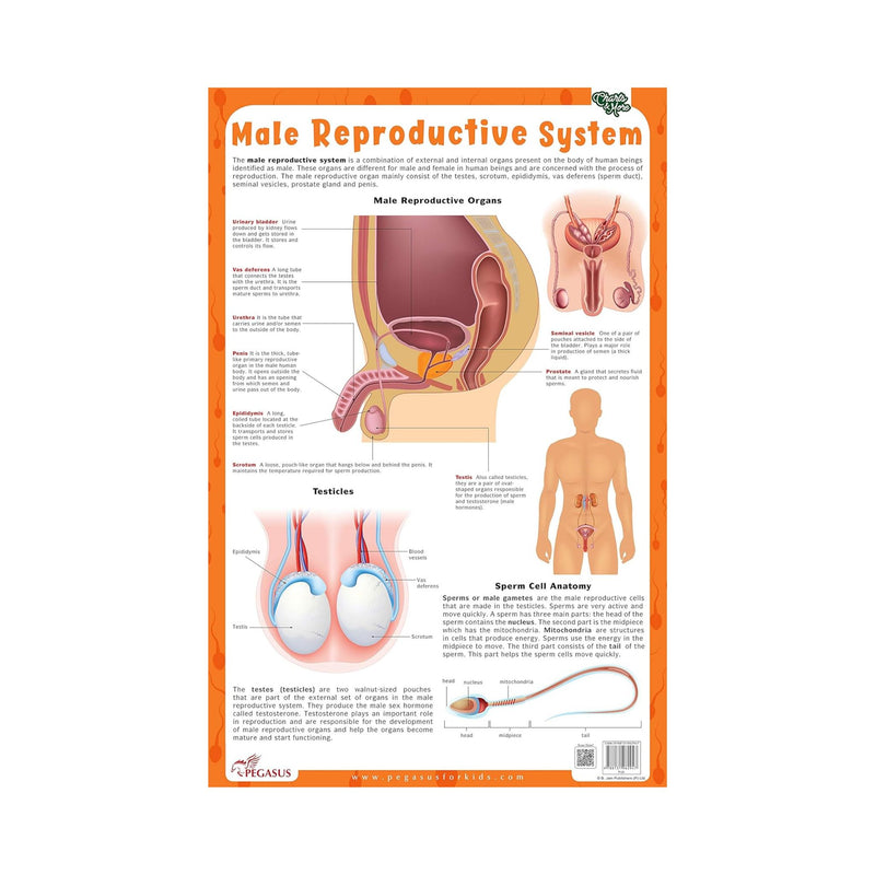 Laminated Male Reproductive System chart for childrens, Educational Male Reproductive System Primary charts 
