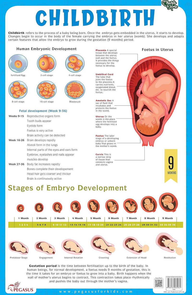 The Child Birth – Educational Chart Biology Charts