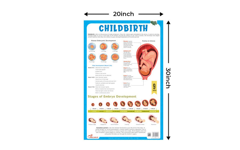 The Child Birth – Educational Chart Biology Charts