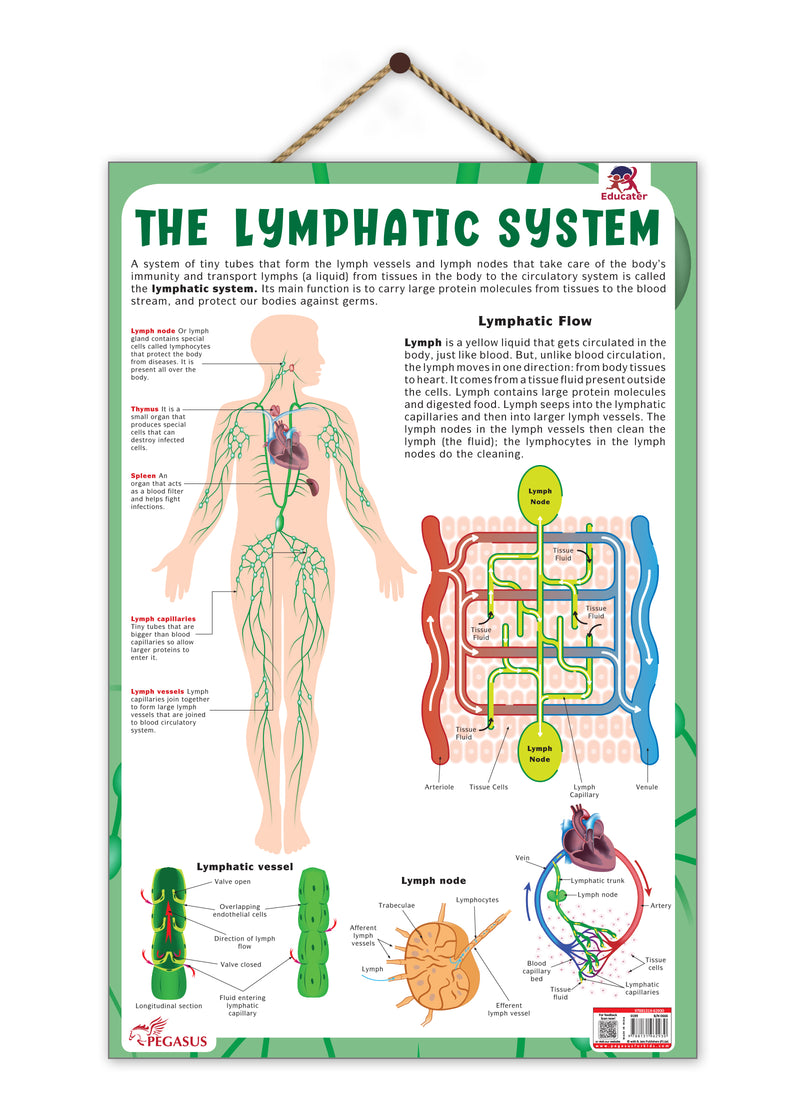 The Lymphatic System – Human Immune System & Lymphatic Flow Learning Poster (Age 4+ Years)