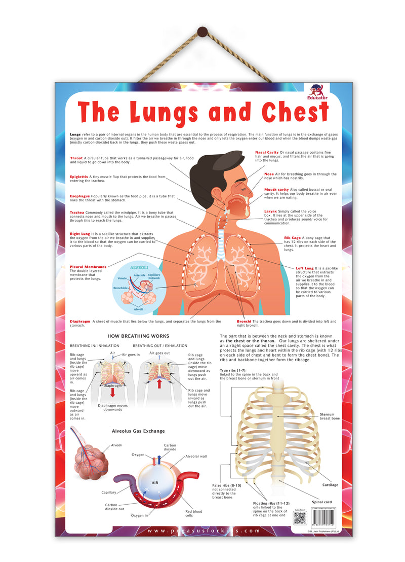 The Lungs and Chest – Human Respiratory System & Breathing Learning Poster (Age 4+ Years)