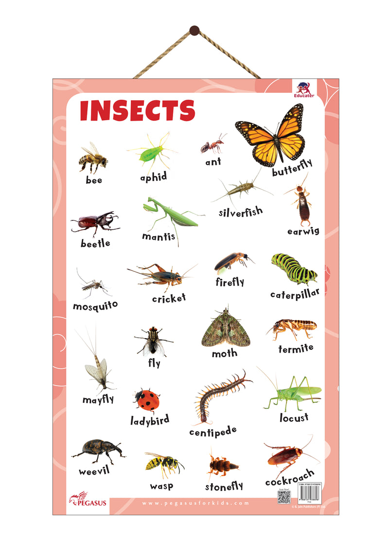 Insects Educational Wall Chart | Laminated Learning Poster with Big Fonts & Realistic Insect Pictures (Age 2+ Years)