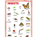 Insects Educational Wall Chart for Kids – Learning Poster with Insect Names & Pictures  (Age 2+ Years)