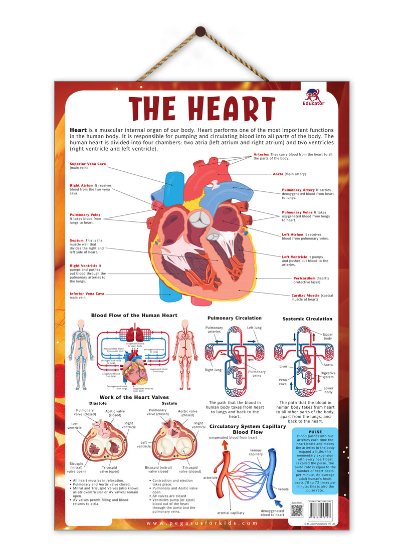 The Heart – Human Heart Structure & Circulatory System Learning Poster (Age 4+ Years)