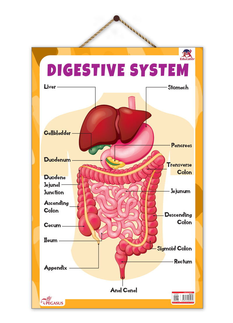 Digestive System – Human Digestive System Learning Poster for Kids & Students (Age 4+ Years)