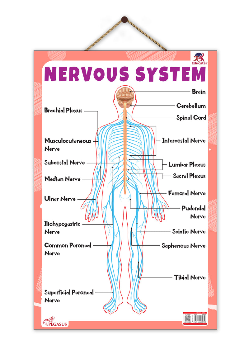Nervous System – Human Nervous System Learning Poster for Kids & Students (Age 4+ Years)