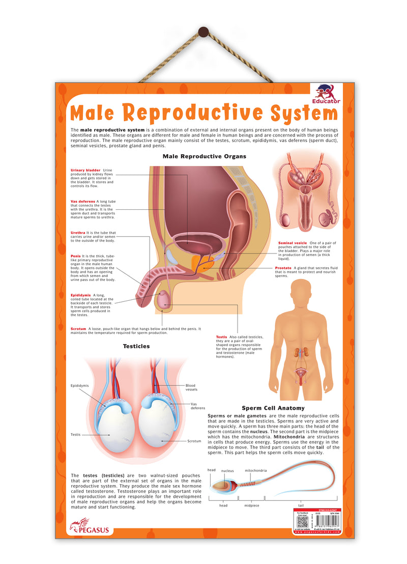 Male Reproductive System – Human Reproductive System Learning Poster (Age 4+ Years)