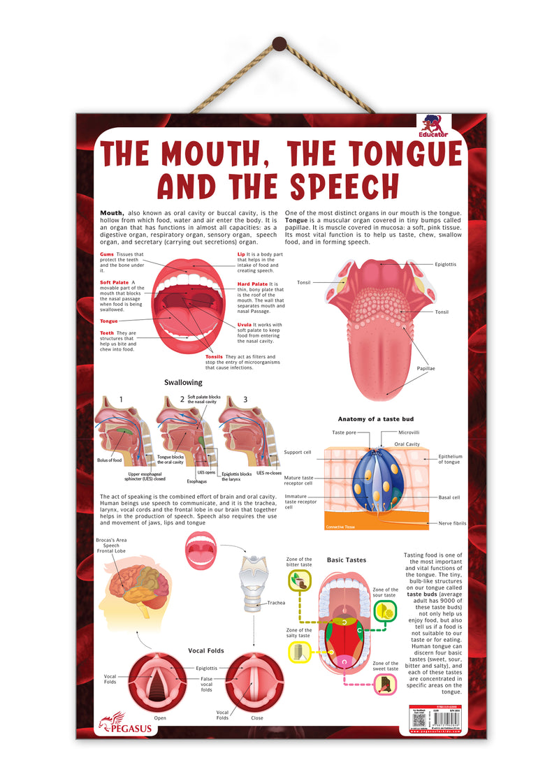 The Mouth, The Tongue and The Speech – Human Mouth Structure, Taste & Speech Learning Poster (Age 4+ Years)