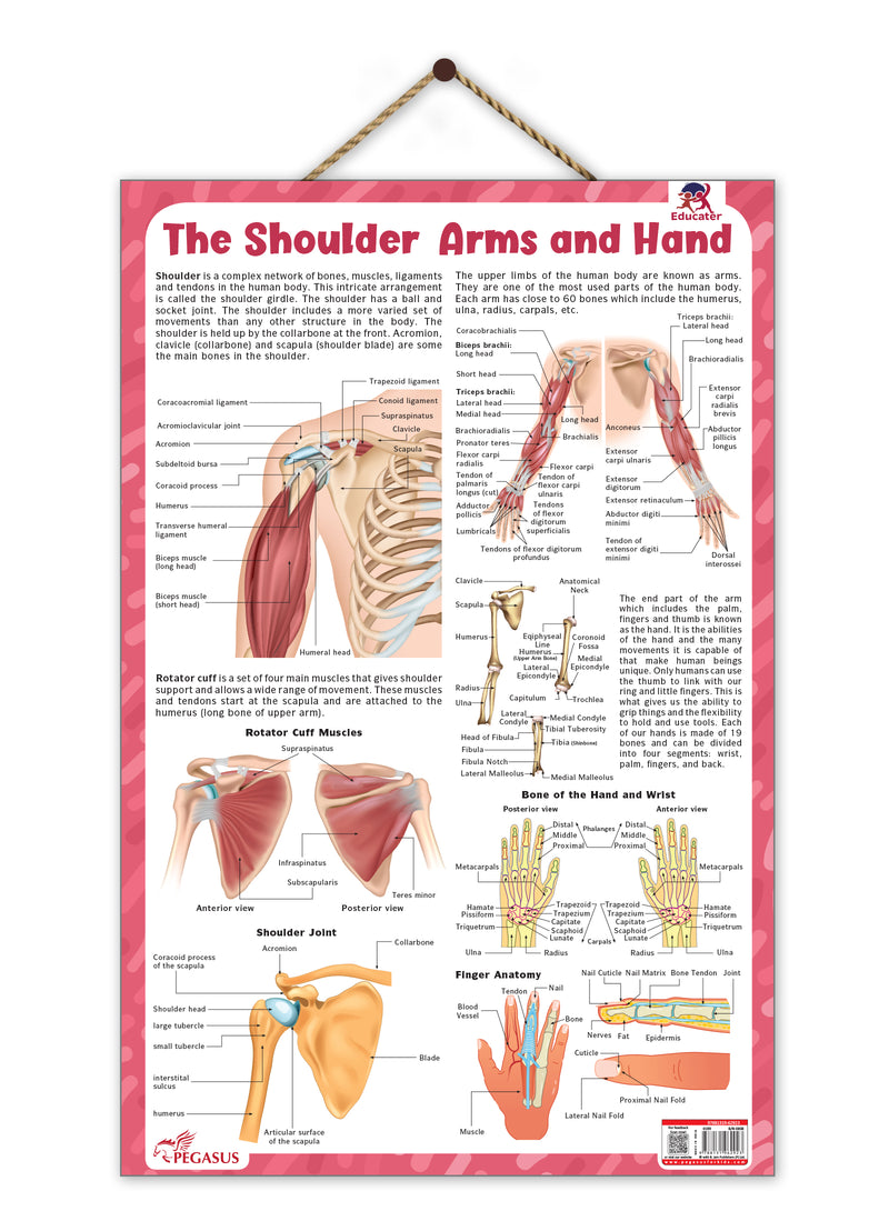 The Shoulder, Arms and Hand – Human Body Learning Poster for Kids (Age 4+ Years)