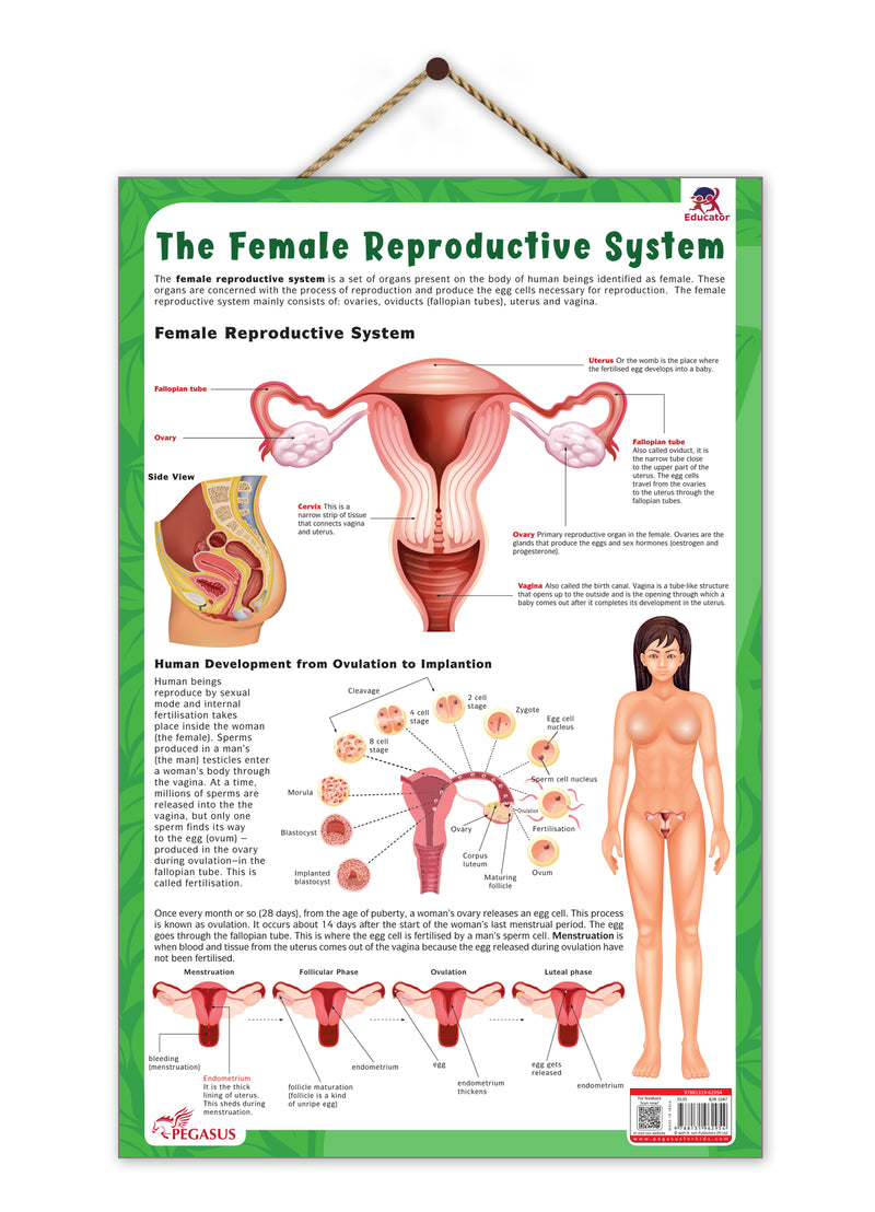 The Female Reproductive System – Human Reproductive System Learning Poster (Age 4+ Years)