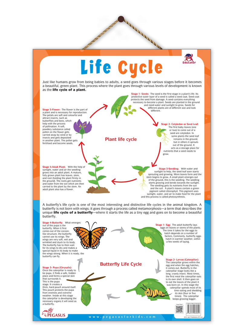 Life Cycle – Plant & Butterfly Life Cycle Learning Poster for Kids (Age 4+ Years)